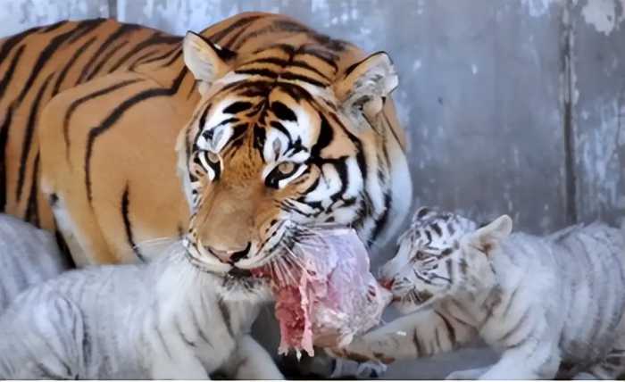 老虎吃人后为何一定要击毙？并非杀人偿命，而是有不堪设想的后患