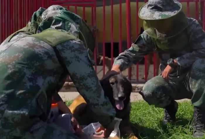 中国北湾边防线：7只军犬被蚊子咬死，战士每天灭蚊装满20个脸盆