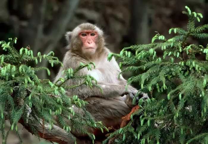 2021年，日本一母猴“独居生娃”，男饲养员成首要怀疑对象
