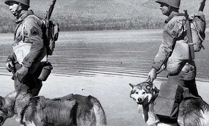 1939年，日军狼狗部队无人可挡，董翰良猛拍大腿：怎么把它给忘了