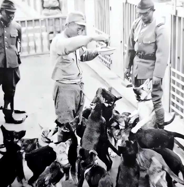 1939年，日军狼狗部队无人可挡，董翰良猛拍大腿：怎么把它给忘了